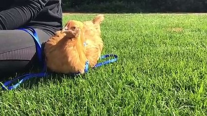 Jennifer Garner despede-se da sua galinha de estimação