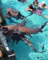 Coco Austin leva filha para nadar no meio dos tubarões e gera revolta
