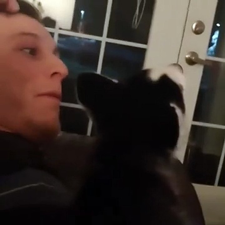 Cão diz fuck you
