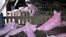 Pelo menos mil porcos morreram afogados depois de rio invadir quinta