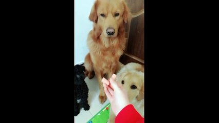 Este golden retriever prefere repartir a comida com os amigos