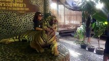 Vídeo de maus-tratos a tigre para fotos de turistas torna-se viral