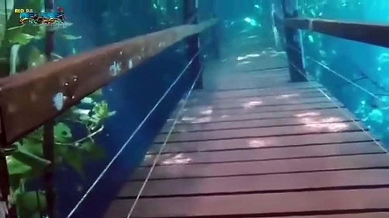 Floresta Submersa Rio da Prata