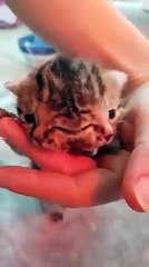 Bettie Bee, a gata com dois rostos