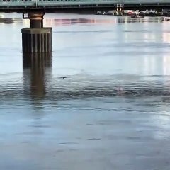 Golfinho faz rara aparição no rio Tamisa