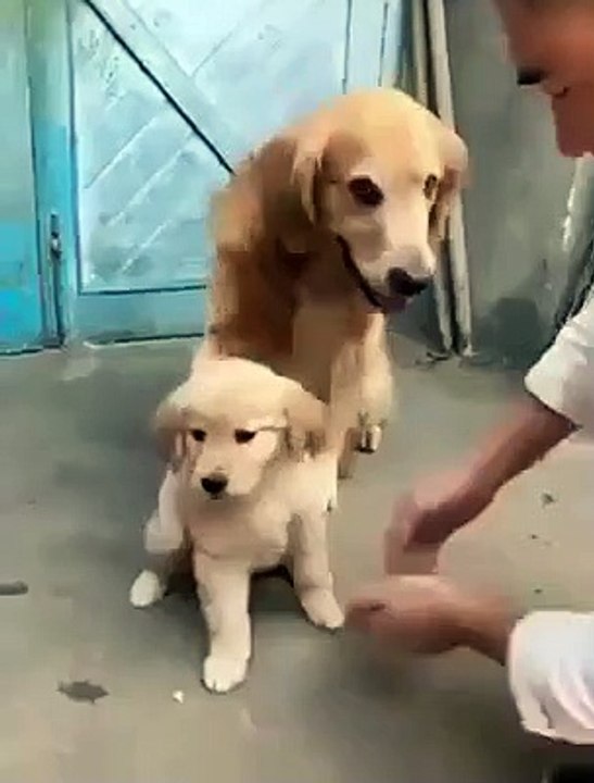 Cão