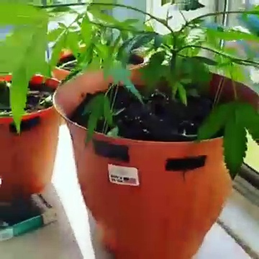 Gatos comem marijuana