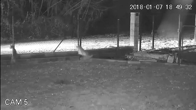 Imagens de homem a abandonar cão em Soure geram revolta nas redes sociais