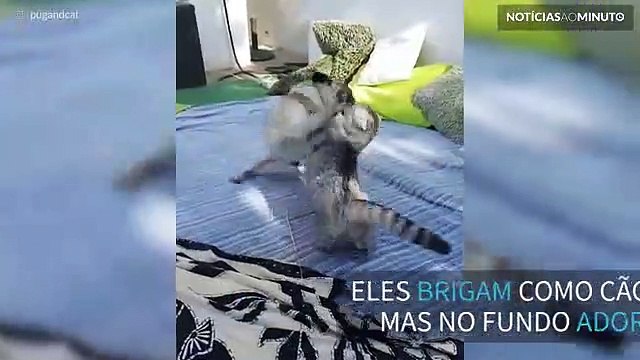 Quem disse que um cão e um gato não podiam ser amigos?