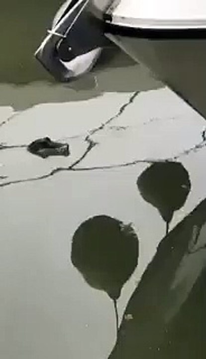 Vídeo crocodilo