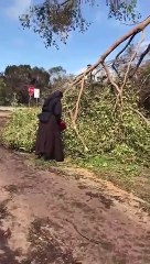 Vídeo de freira a cortar árvore com serra-elétrica torna-se viral