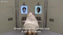 Cientistas descobrem que ovelhas conseguem reconhecer rostos