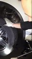 Koala andou 16 quilómetros preso ao eixo de um carro na Austrália