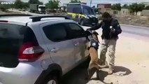 CÃO FAREJA ARMA EM CARRO NO SERTÃO DE PERNAMBUCO