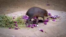 Um babirussa bebé é a nova estrela do zoo de San Diego