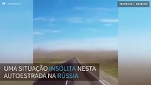 Invasão de gafanhotos gera caos numa estrada na Rússia