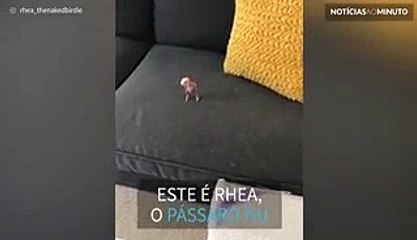 Conheça Rhea, o pássaro sem penas