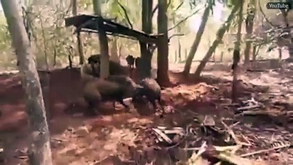 Esta píton comeu um leitão e os javalis vingaram-se assim