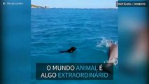 Imagens únicas: Cão e golfinho brincam juntos no mar!