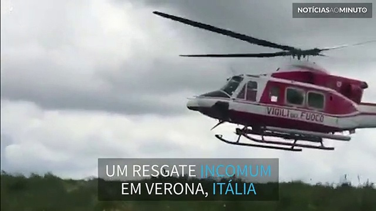 Vaca presa em ravina é resgatada por helicóptero em Itália