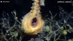 Filmagem rara mostra cavalo-marinho macho a dar à luz
