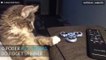 Gato fascinado pelo poder anti-stress do Fidget Spinner