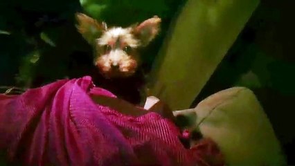 Anfitriã da Airbnb multada em 5 mil dólares depois de comentário racista