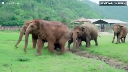 Grupo de elefantes corre para cumprimentar cria resgatada