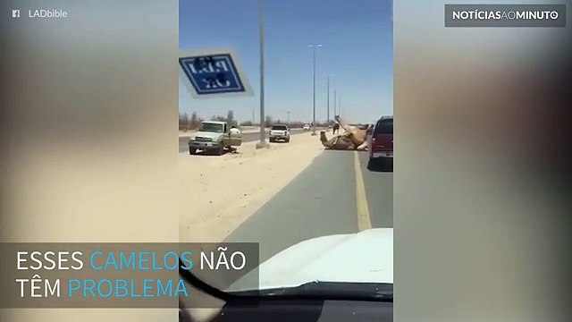 Camelos param trânsito em Dubai de forma hilária