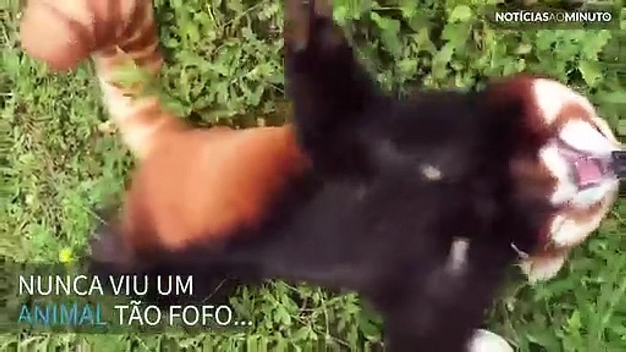 Conheça o animal mais fofo do mundo