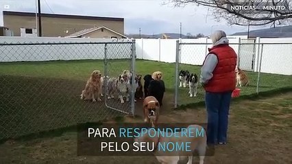 Estes cães respondem à chamada