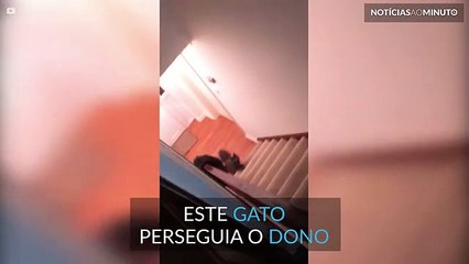 Gato joga ao macaquinho do chinês com o dono