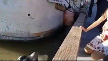 Sentada na berma do porto, menina acaba puxada para a água por foca