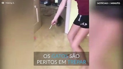 Já alguma vez viu um gato aranha?