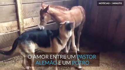 Pastor alemão e potro apaixonados um pelo outro
