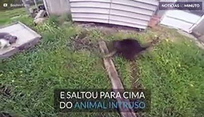 Gato corajoso ataca cobra!