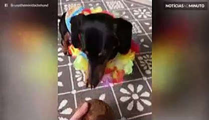 Este cão ensina a conduzir uma bola