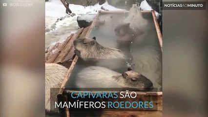 Capivaras desfrutam de um banho termal
