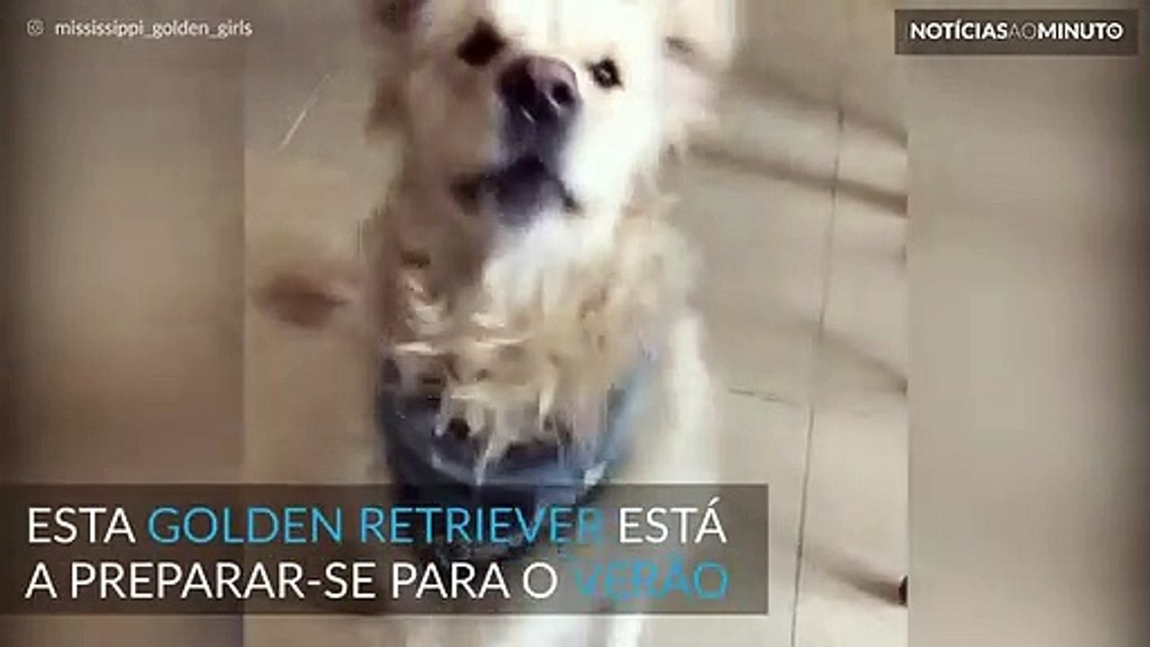 Golden Retriever mostra como fazer flexões