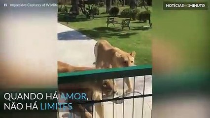 Emocionante encontro entre mulher e leões