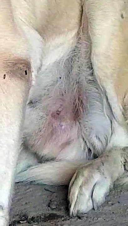 Konya katili köpeği de vurmuş