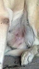 Konya katili köpeği de vurmuş