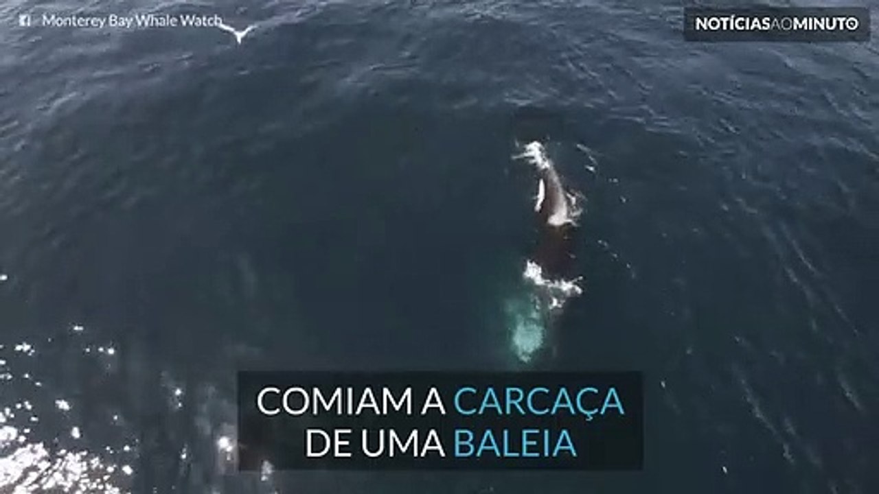 Drone capta orcas a comer uma baleia