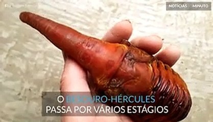 Besouro de aspeto alienígena encontrado no Japão