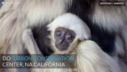 Howard, o pequeno gibão de 4 meses nasceu na Califórnia