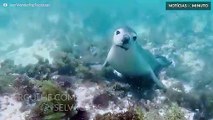 Mergulhar com leões marinhos na Austrália? Um paraíso na Terra