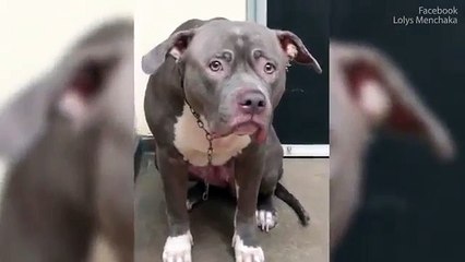 Eis o olhar de uma cadela que sabe que está a ser abandonada