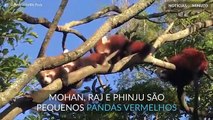 Pandas vermelhos exploram parque pela primeira vez