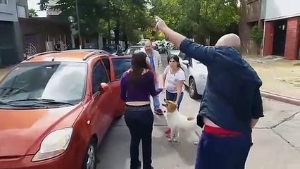 Cão abandonado argentina