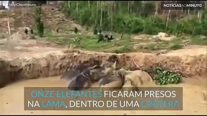 Grupo de Elefantes salvo no Camboja